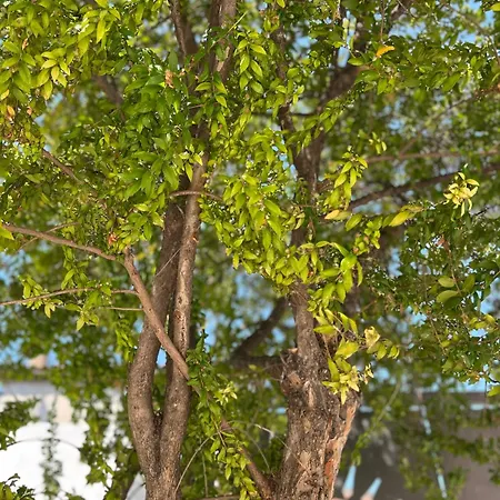 펜션 Fior Di Mirto 카포텔라